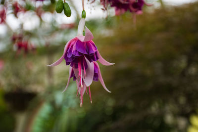 Close-up of pink flowering plant