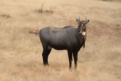 View of an animal on field