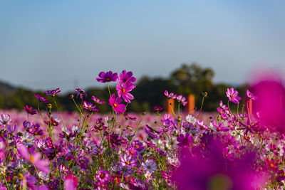 Kashihara city, nara prefecture cosmos field of fujiwara palace