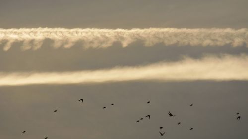 Flock of birds flying against sky