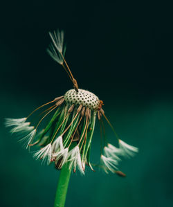 Close-up of wilted plant