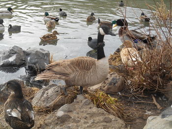 High angle view of birds in lake