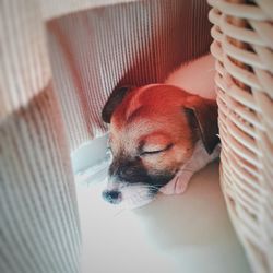 High angle view of dog at home