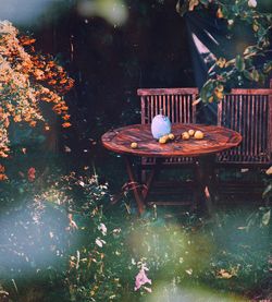 Close-up of food on table in yard