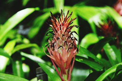 Close-up of butterfly on plant