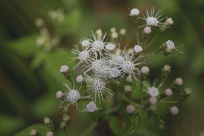 Close-up of white flowering plant