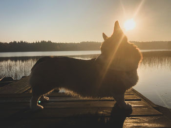 Dog looking at lake during sunset