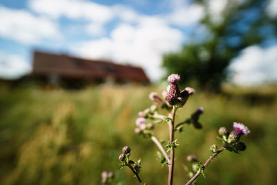 Close-up of purple flowering plant on field