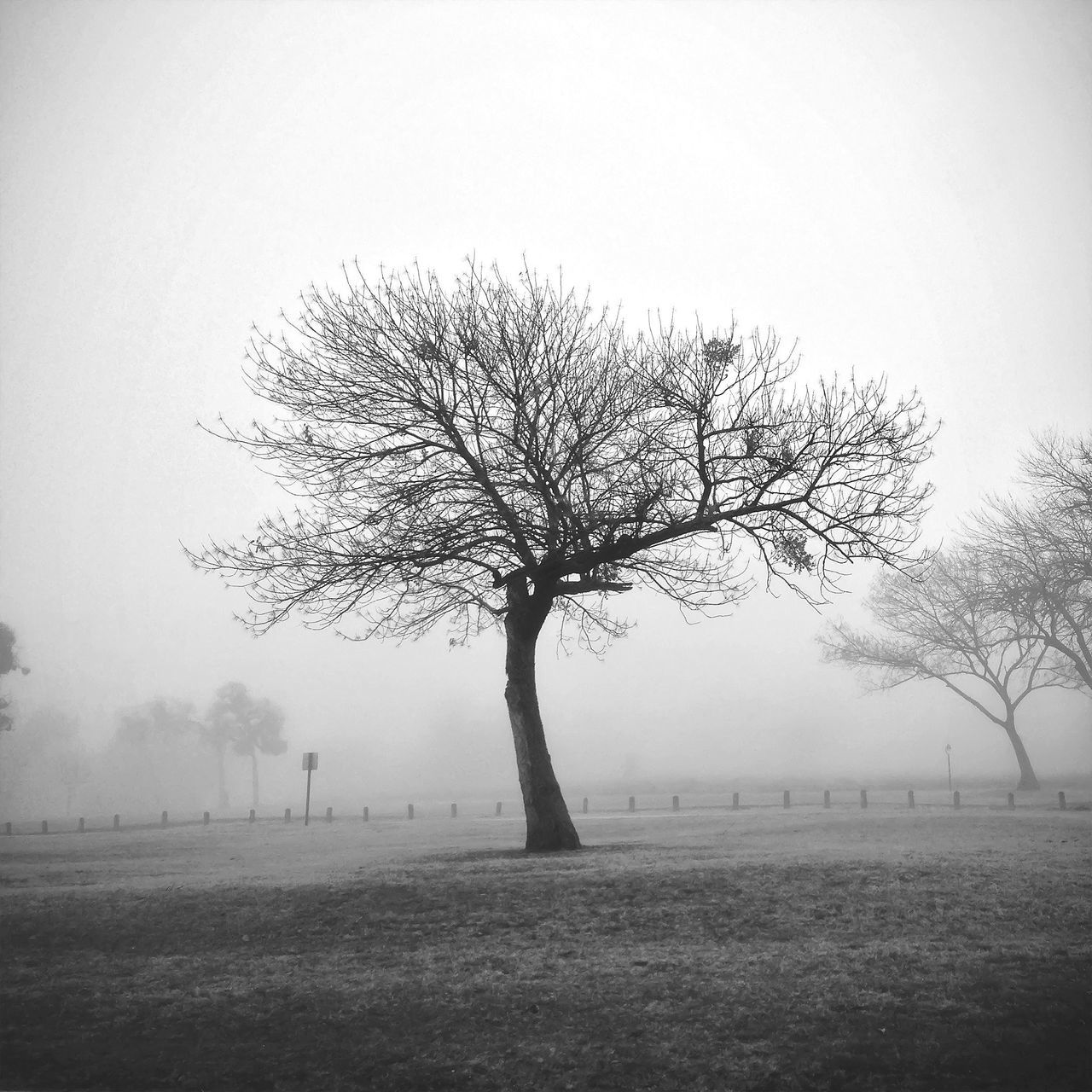 fog, bare tree, tree, foggy, tranquility, tranquil scene, field, landscape, branch, nature, weather, beauty in nature, scenics, tree trunk, grass, copy space, non-urban scene, single tree, growth