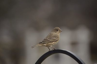 Close-up of bird perching on branch