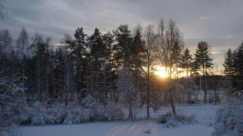 Trees on snow covered field against sky at sunset