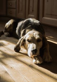 Portrait of dog lying down on wooden floor