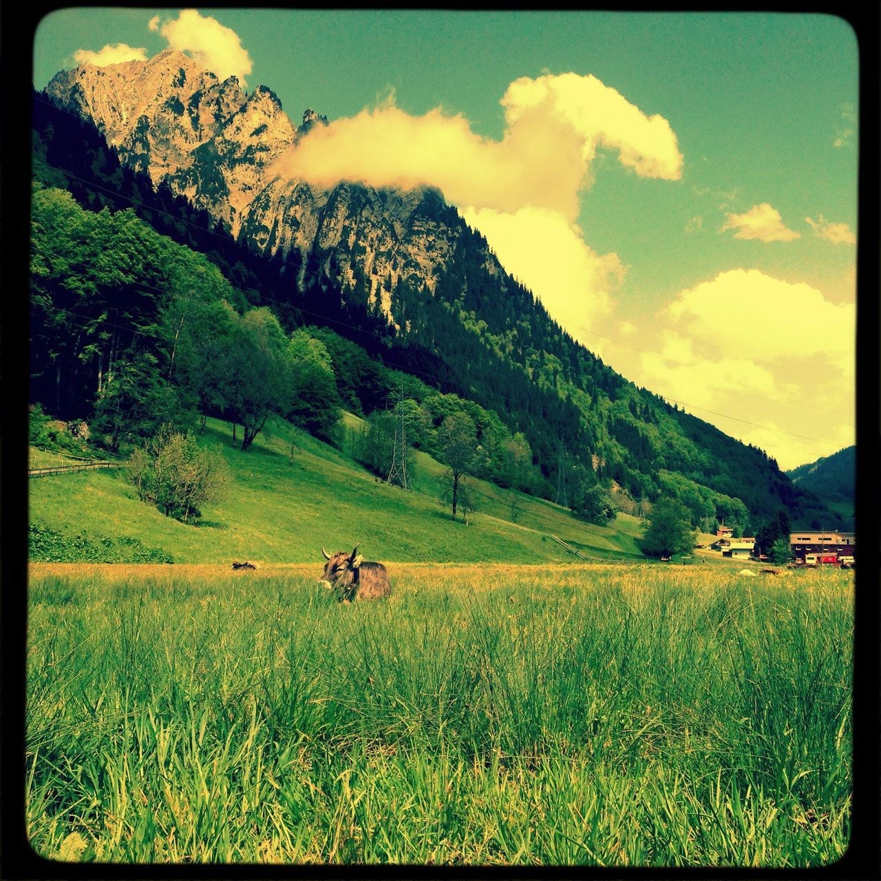 transfer print, grass, animal themes, sky, field, domestic animals, landscape, auto post production filter, mammal, tranquil scene, tranquility, scenics, beauty in nature, grassy, nature, mountain, green color, tree, growth, one animal