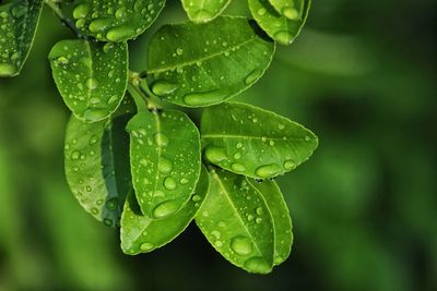 Close-up of raindrops on leaves