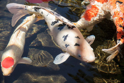 High angle view of koi carps swimming in pond