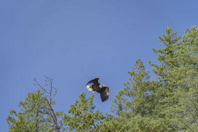 Low angle view of bird flying in the sky