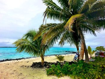 Palm trees on beach