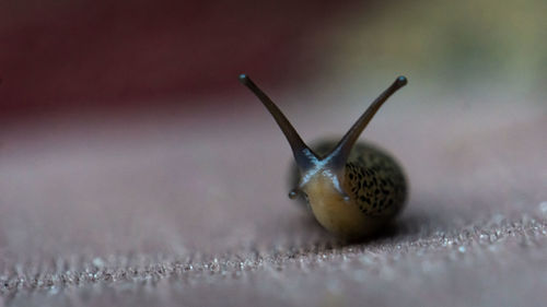 Gastropod greeting 