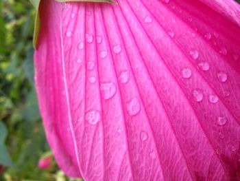 Close-up of wet pink flower blooming outdoors