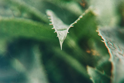 Close-up of leaves against blurred background