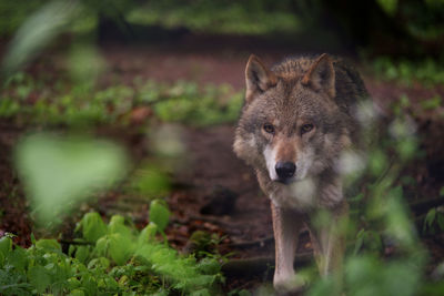 Portrait of wolf in forest