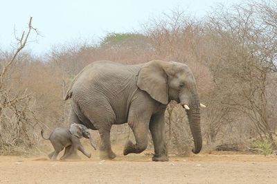 Elephant on landscape against sky