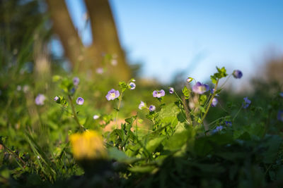 Close-up of flowers growing in field