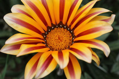 Close-up of yellow flower blooming outdoors