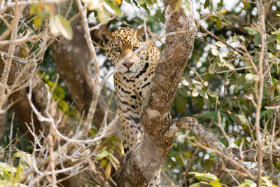 Low angle view of a cat on tree