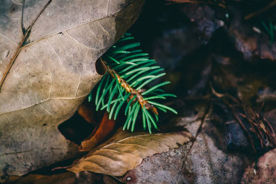 Close-up of plant leaf