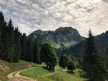 Scenic view of trees in forest against sky