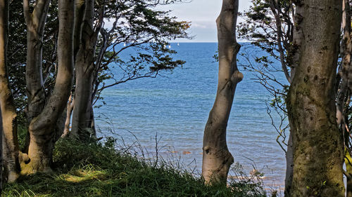 Trees by lake against sky