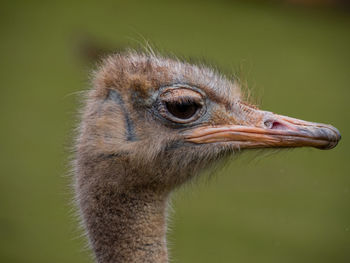 Close-up of a bird looking away