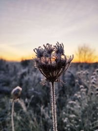 Close-up of dried plant on field against sky during sunset