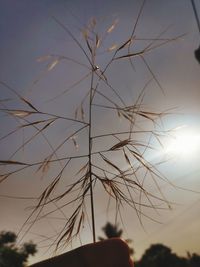 Close-up of silhouette plant against sky during sunset