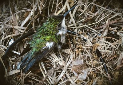 Close-up of bird perching on plant in field