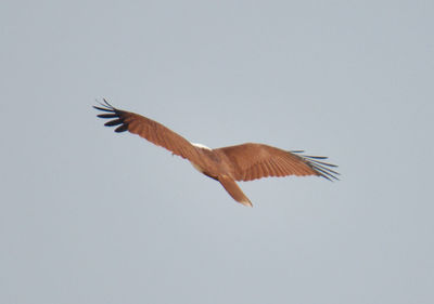 Low angle view of bird flying against clear sky