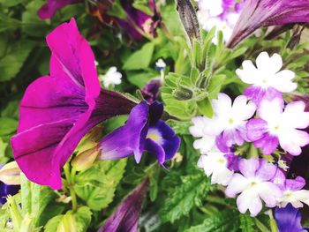 Close-up of purple flowers blooming outdoors