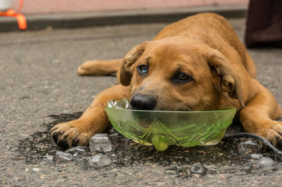 Close-up portrait of dog eating food