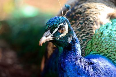 Close-up of peacock