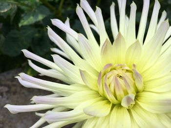 Close-up of white flowering plant