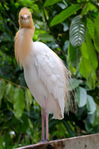 Close-up of bird perching on plant