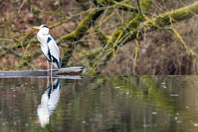 High angle view of gray heron perching in water