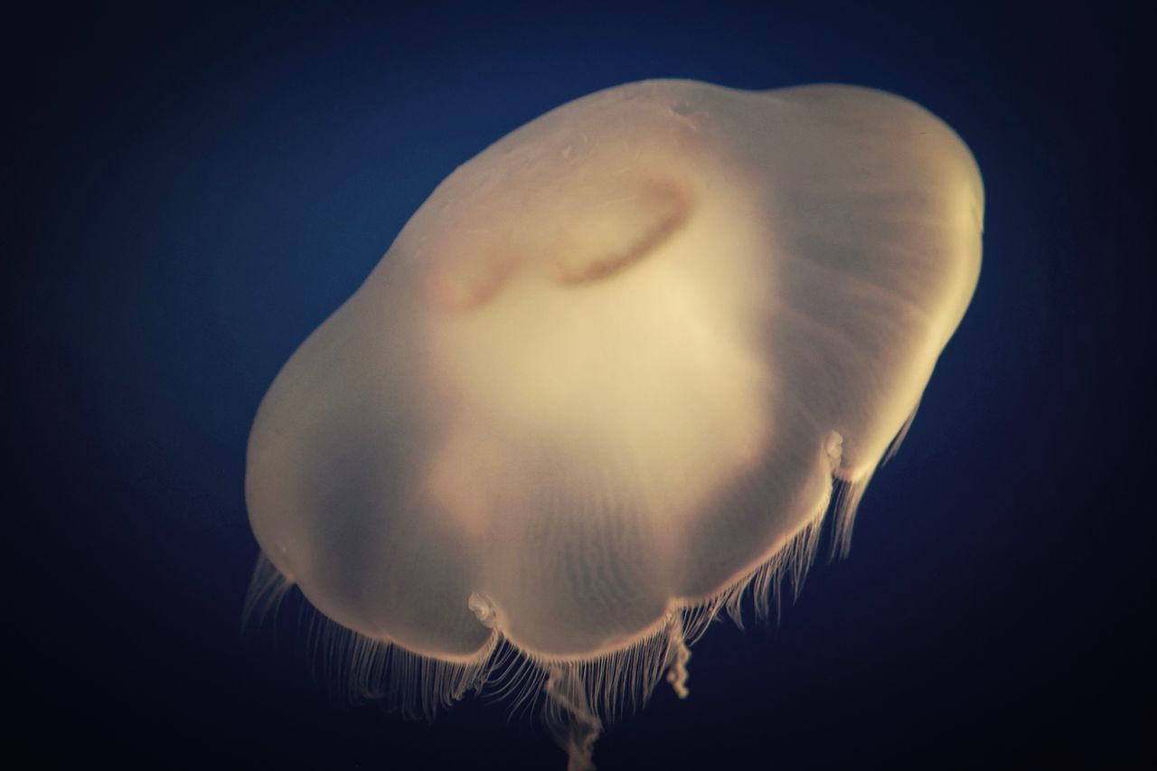 CLOSE-UP OF JELLYFISH SWIMMING UNDERWATER