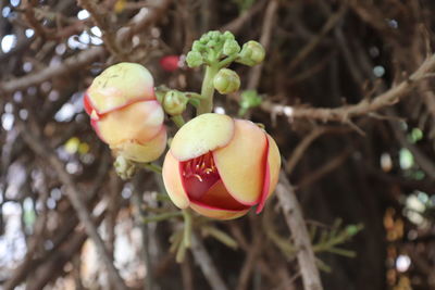 Close-up of strawberry growing on tree