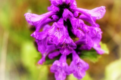 Close-up of purple flower