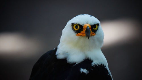 Close-up portrait of owl