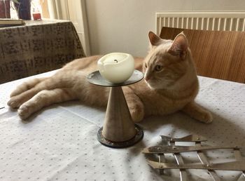 Close-up of a cat sitting on table at home