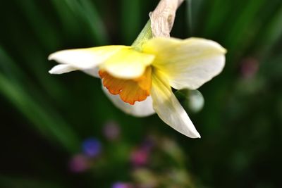 Close-up of yellow flower blooming outdoors