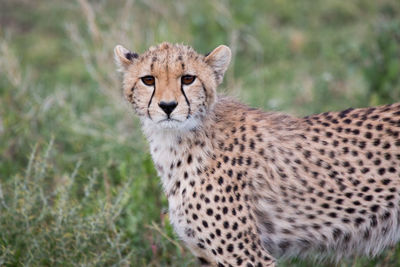 Cheetah in the wild, africa